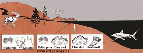 Fossils, Rocks, and Time: Rocks and Layers