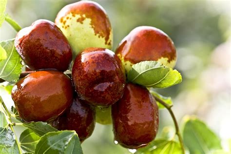 Jujube Varieties