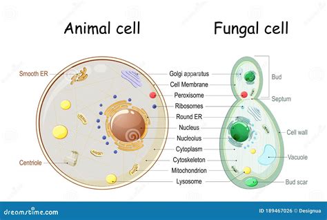 Real Fungi Cells