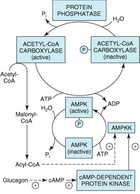 Acetyl Coa Carboxylase Pathway