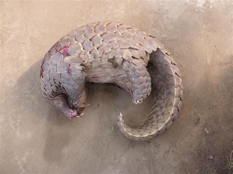 Giant Pangolin [IMAGE] | EurekAlert! Science News Releases