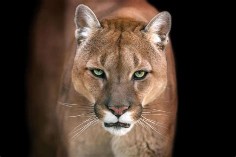 Mountain Lions In Indiana - AZ Animals