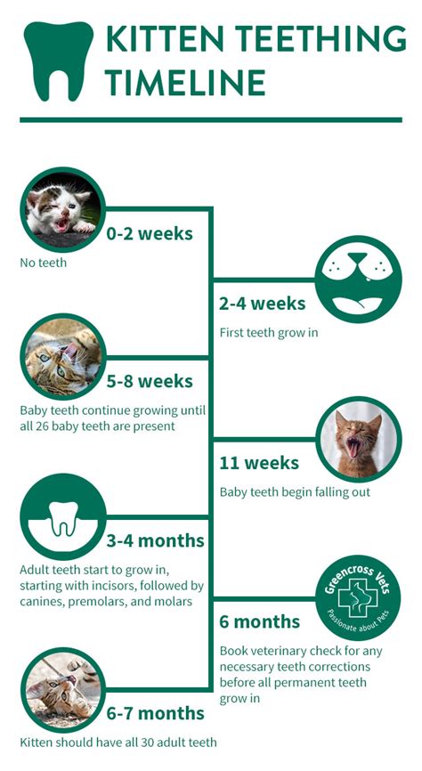 Kitten Teeth Age Chart