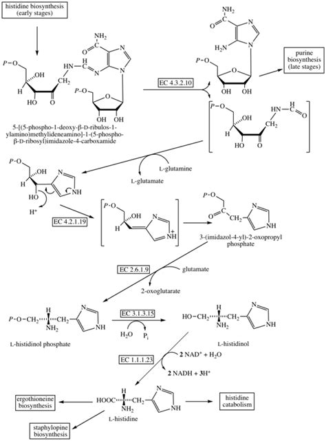 Histidine Biosynthesis