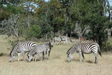 Zebra Habitat - About Zebras - Online Biology Dictionary