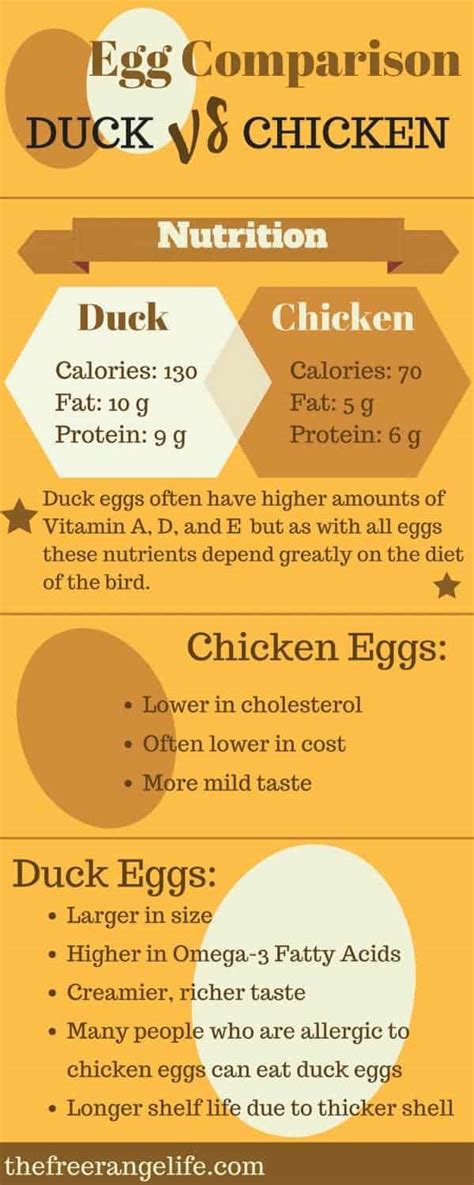 Chicken Eggs vs Duck Eggs: An Infographic