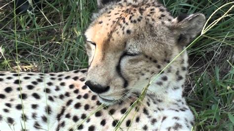 Cheetah Purring - YouTube