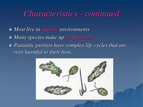 PPT - Kingdom Protista PowerPoint Presentation, free download - ID:5466311