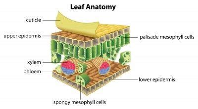 Function Of Cuticle In Plants