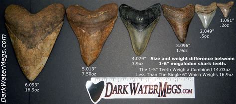 How much is a megalodon tooth worth? - Dark Water Megs