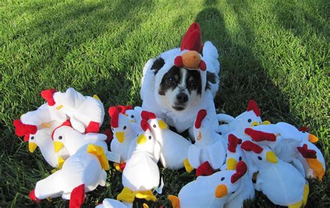 Dog Chicken Costume | Chicken dog and her entourage. | jmf1483 | Flickr