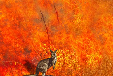 Australia bushfires ravaging wildlife | Times of India Travel