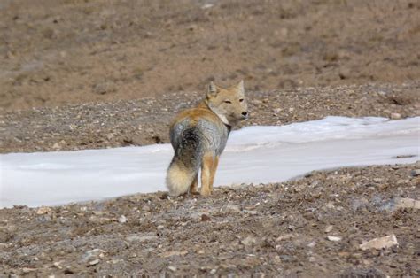 Tibetan (Sand) Fox | Canid Wiki | FANDOM powered by Wikia