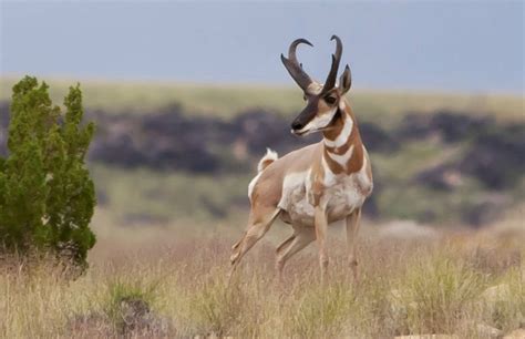 Antelope Facts, Types, Lifespan, Classification, Habitat, Pictures