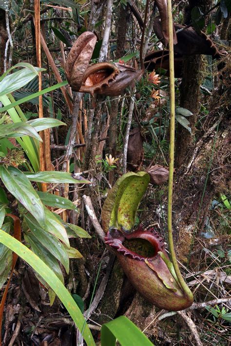 Nepenthes rajah, Tropical Pitcher Plant in habitat, Kinabalu National ...