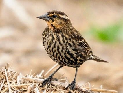 Western Meadowlark, Identification, All About Birds - Cornell Lab of ...