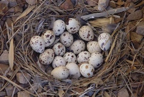 Do Quail Sit On Their Eggs? - Daily Birder