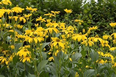 Rudbeckia laciniata (Cutleaf Coneflower)