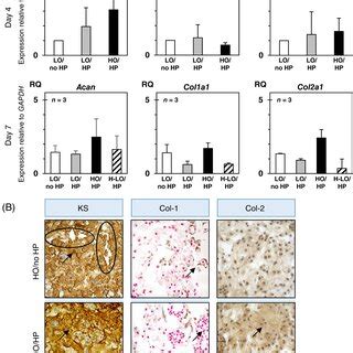 Gene expression profiles and immunohistology of nucleus pulposus (NP ...