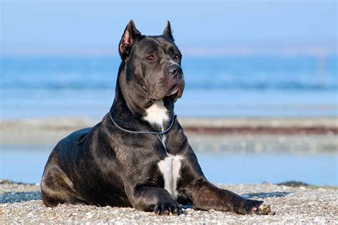 Cane Corso Ear Cropping: Everything You Need to Know