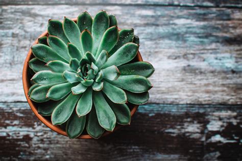 wallpaper echeveria, succulent, pot HD : Widescreen : High Definition ...