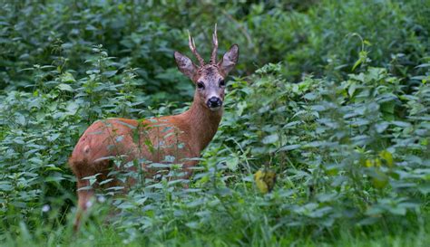 Unsere Wildtiere - Steirische Landesjägerschaft