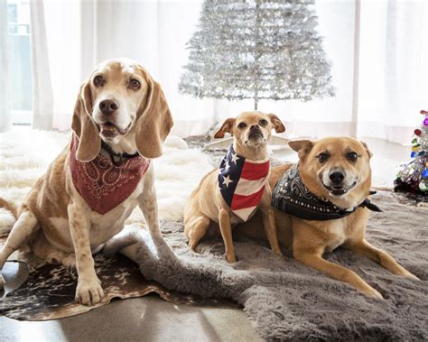 Christmas Pet Photography Tips and Ideas: Capture Holiday Magic ...