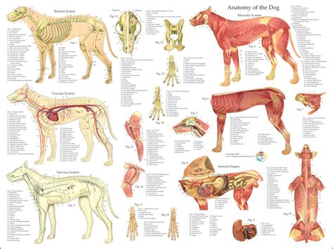 Dog Muscle Skeletal Veterinary Internal Anatomy Poster 18 X 24 ...