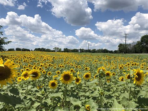 Sunflower Field - Drone Photography