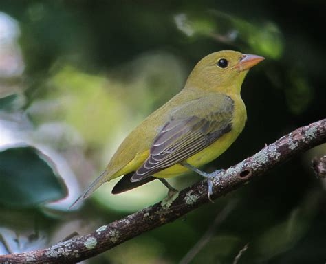 Scarlet Tanager | Audubon Field Guide