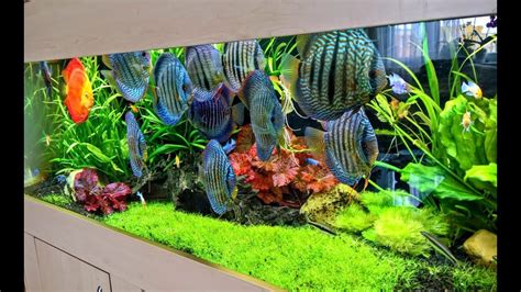 Beautiful Leopard Snakeskin Discus Fish Tank | Planted Discus Aquarium ...