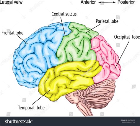 6 Anatomy Human Brain Areas Cerebral Cortex Anatomy Central Nervous ...