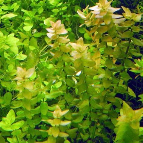 Bacopa Lemon Bunched Aquarium Plant | Arizona Aquatic Gardens