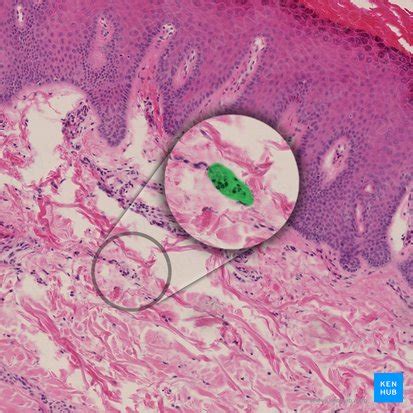 Ruffini corpuscle: Anatomy, location and function | Kenhub