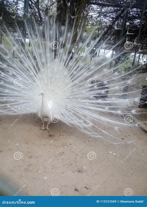 White Peacock Dancing in Woods Stock Image - Image of plant, green ...