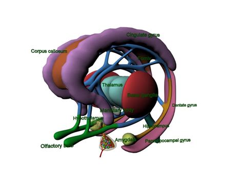 limbic | Limbic system, Brain anatomy, Neurology