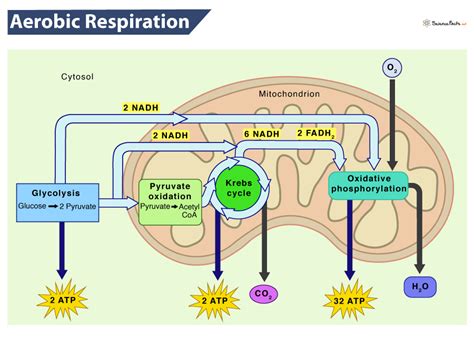 Aerobic Respiartion: Definition, Equation, Steps, & Advantages