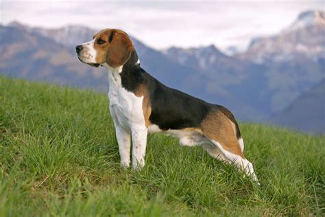 Beagle: Dog Breed Characteristics & Care