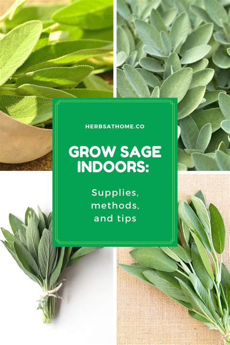 Herbs at Home | Growing sage, Growing sage indoors, Sage plant