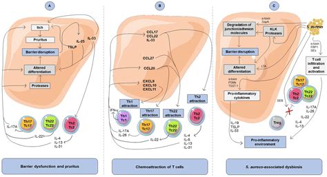 Frontiers | Cytokine-Mediated Crosstalk Between Keratinocytes and T ...