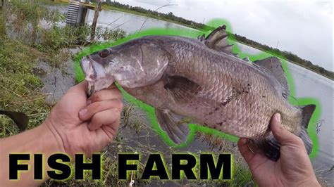 BARRAMUNDI FISH FARM Fishing in SOUTH FLORIDA! *CRAZY* - YouTube