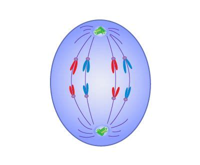 Anaphase | Definition, Mitosis, Summary, & Facts | Britannica