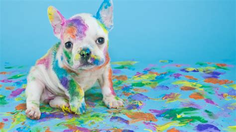 a small dog covered in colorful paint sitting on top of a blue surface ...