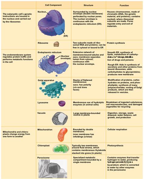 Animal Cell Organelles And Their Functions - Escons