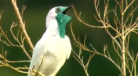 Bellbird: características, hábitat y lugares de interés - Con Mis Mascotas