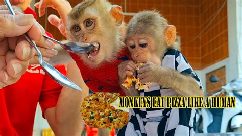 Monkeys eat pizza like a human - YouTube