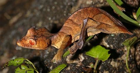 Leaf-Tailed Gecko Animal Facts | AZ Animals