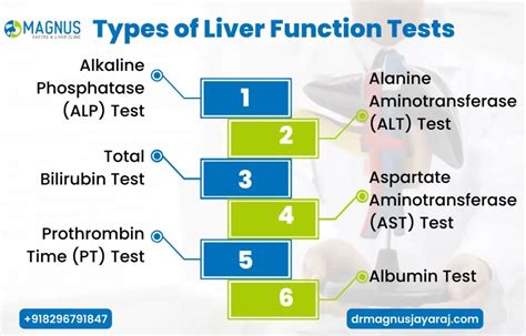 What Is A Liver Function Test? | 3 Types, Purpose & Results