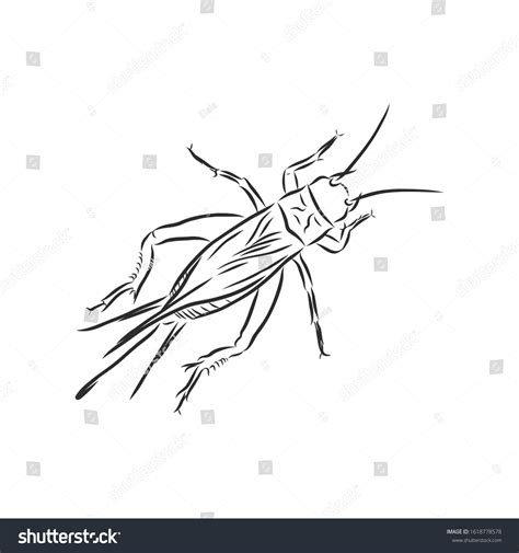 Cricket Insect Vector Sketch Illustration Stock Vector (Royalty Free ...