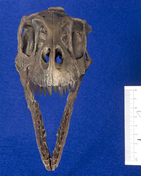 WitmerLab Dinosaur Skull Collection: Dromaeosaurus